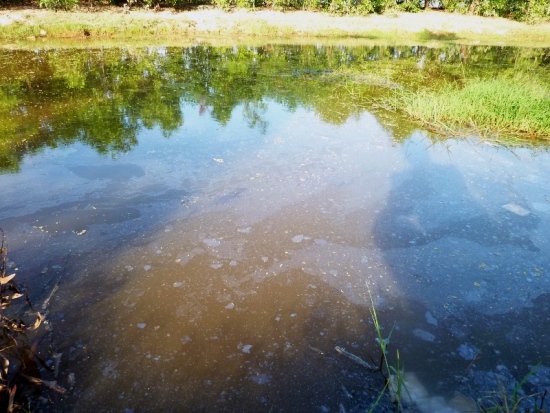 tình trạng ô nhiễm nước ở Long An