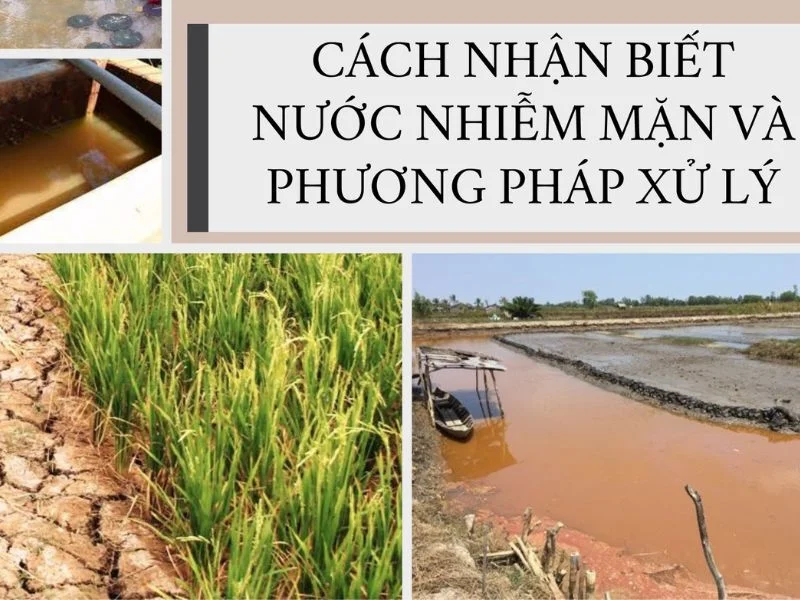cach nhan biet nuoc nhiem man