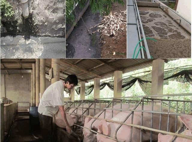 Xử Lý Nước Thải Chăn Nuôi Tại Đà Nẵng